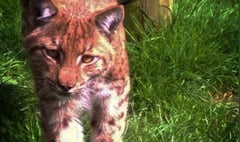 Fugitive lynx still at large