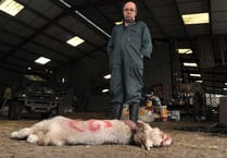 Farmer’s trauma after sheep attack and dog shooting