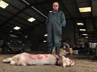 Farmer’s trauma after sheep attack and dog shooting