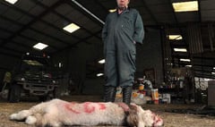 Farmer’s trauma after sheep attack and dog shooting
