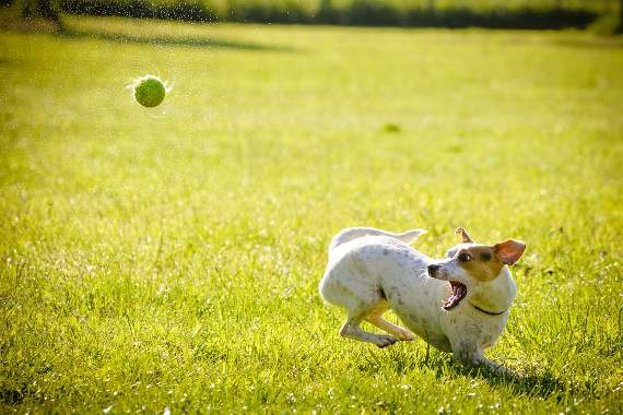 Dog parks could lead us to better habits