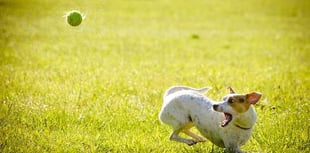 Dog parks could lead us to better habits