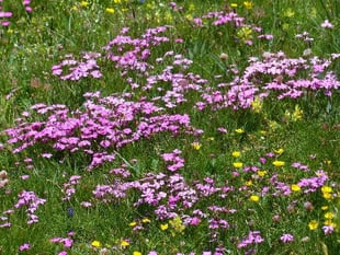 Open afternoon for garden in Ashcombe tomorrow