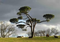 YOUR PICTURES: Grazing cows