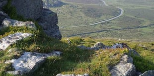Rottweiler attacks Dartmoor sheep