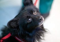 RSPCA braced for surge in abandoned pets in Devon