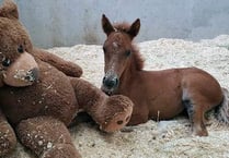 Orphaned foal rescued from moor