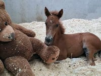 Orphaned foal rescued from moor