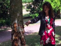 Vandalised park trees in danger of dying