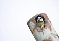 RSPB asks Devon residents to share how nature has supported them during lockdown