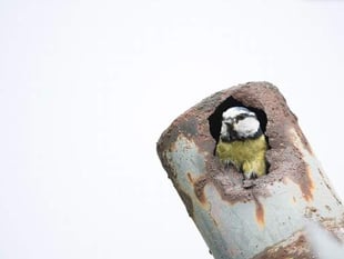 RSPB asks Devon residents to share how nature has supported them during lockdown