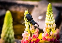 Take part in great stag beetle drive