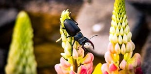 Take part in great stag beetle drive