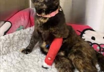 Cat paralysed after cruel shooting incident