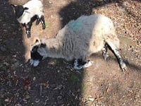 Slow down on moorland roads warn Dartmoor rangers
