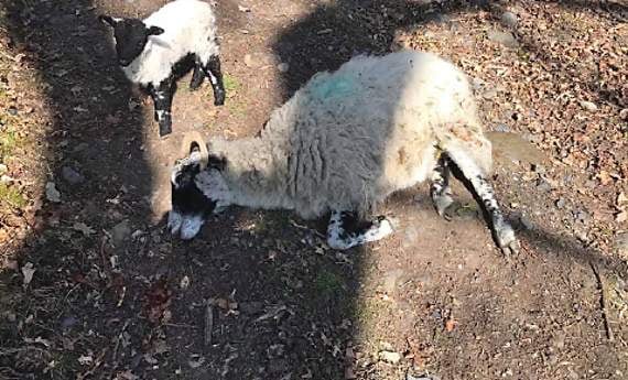Slow down on moorland roads warn Dartmoor rangers