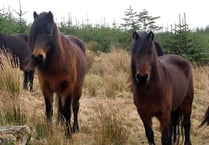 Urgent plea as outbreak hits Dartmoor ponies