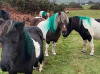 Green paint marks out moors on mare