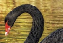 Black swan killed in dog attack