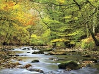 Moor woodland faces new threat
