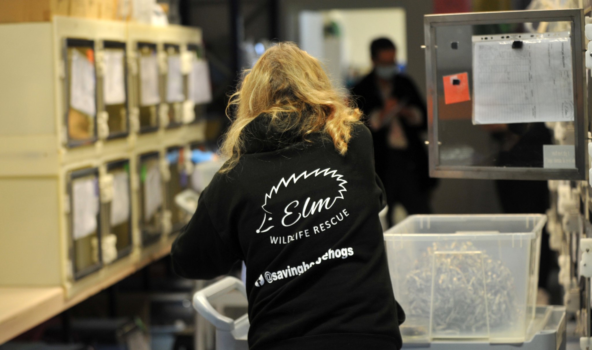 Help Newton Abbot hedgehog charity win £1,000