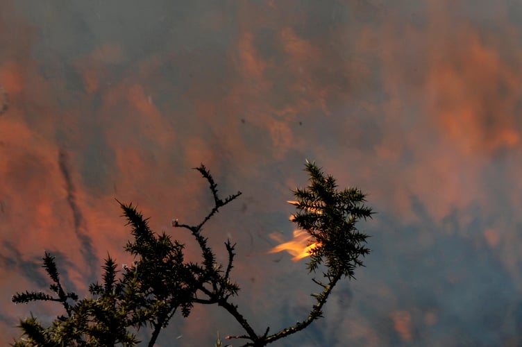 Gorse fire