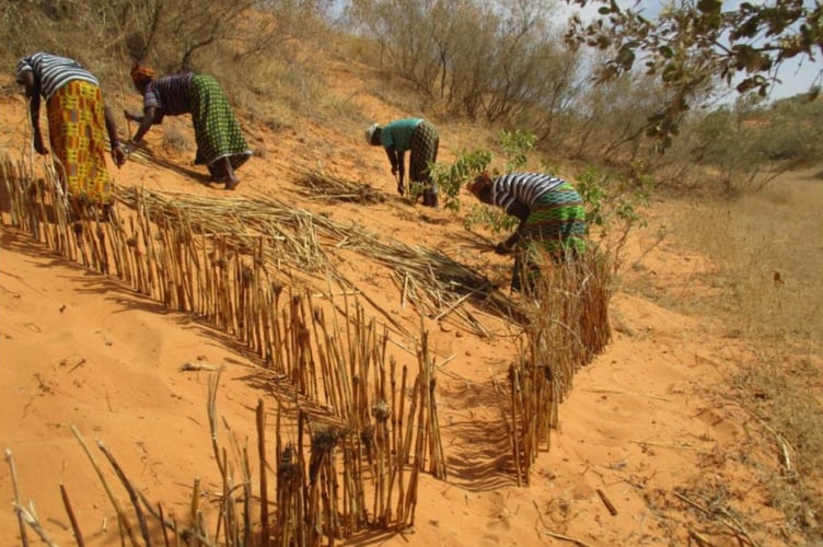 Dune Stabilisation Africa
