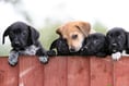 Dozens of dogs stolen in Devon and Cornwall last year