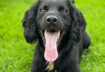Rescued spaniel is now thriving as a police dog  after being abused