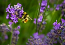 Become a bee champion and help save Bradleys’ bugs