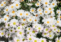 Make Kingsteignton blossom - call for In Bloom entries