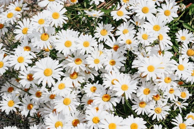Make Kingsteignton blossom - call for In Bloom entries