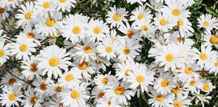 Make Kingsteignton blossom - call for In Bloom entries