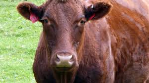 Devon red cow