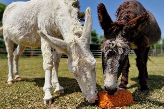 Donkeys Mary and Neddy cool off with a block of frozen grated carrots at The Donkey Sanctuary in Sidmouth.
Picture: Donkey Sanctuary in Sidmouth.
