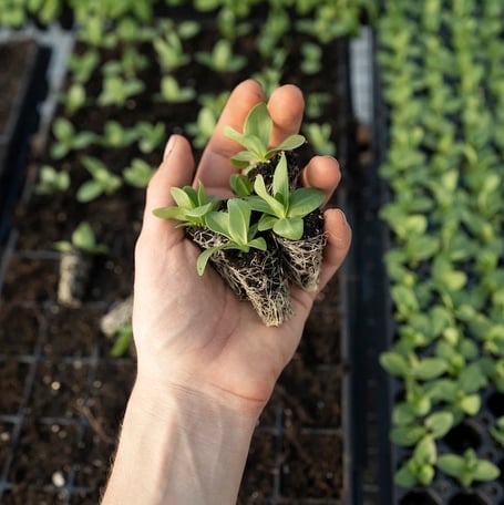 Tree planting 