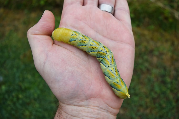 Extremely rare giant moth caterpillar found in a garden in Dartmoor, Devon. See SWNS story SWLNmoth. A spectacular caterpillar of rare moth species - best known for appearing on the poster for The Silence of the Lambs has been found in the UK. The giant and colourful caterpillar measuring several inches in length was discovered in a garden on west Dartmoor, Devon. The caterpillar is that of the deaths-head hawk-moth, a large migrant moth species which famously featured on the poster for the film The Silence of the Lambs.The adult moth is so called because of the distinctive skull-shaped marking behind its head on the back of its thorax, and the species has historically been a source of superstition and associated with death.