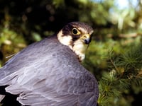 NATURE NOTES: What a hobby...