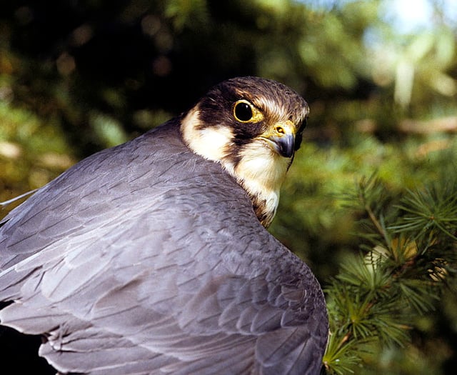 NATURE NOTES: What a hobby...