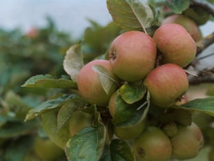 Carol singing in apple orchard 
