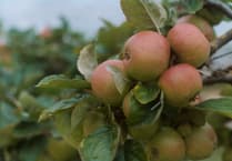Carol singing in Widecombe-in-the-Moor apple orchard