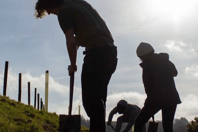 Restoring Darmoor’s Woodland 