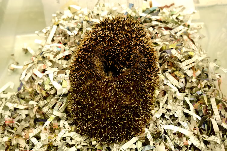 hedgehog