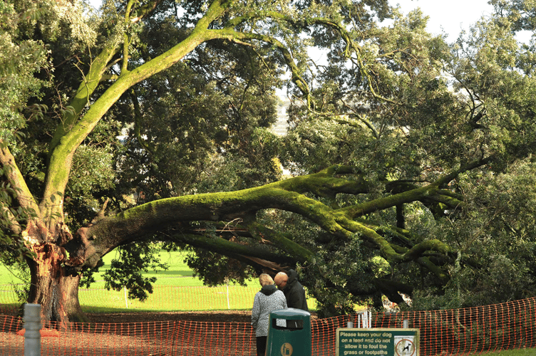 The Holm Oak tree in Courtenay Park