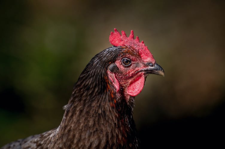 avian flu