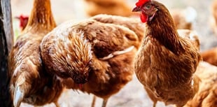 Bird flu outbreak in Dawlish