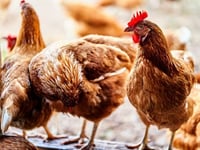 Bird flu outbreak in Dawlish