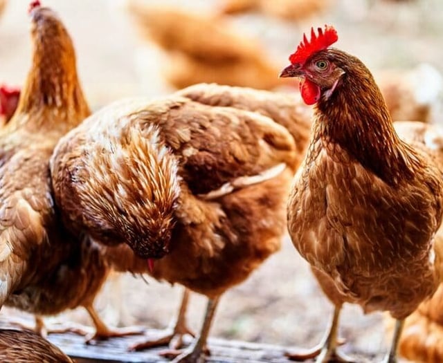 Bird flu outbreak in Dawlish
