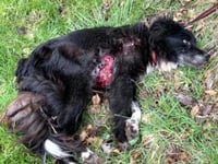 Dog ban for man who left his dog to suffer