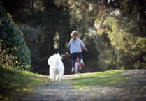 Should bikes be allowed in parks?